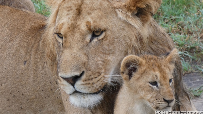 Increíble Kenia por libre, 2020 - Blogs de Kenia - Masai Mara, por fin las leonas....¡y la gran familia! (6)