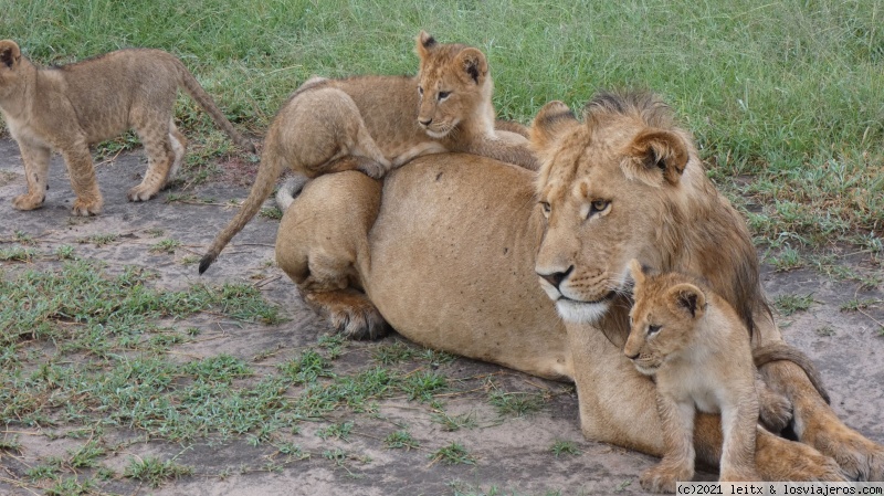 Increíble Kenia por libre, 2020 - Blogs de Kenia - Masai Mara, por fin las leonas....¡y la gran familia! (7)