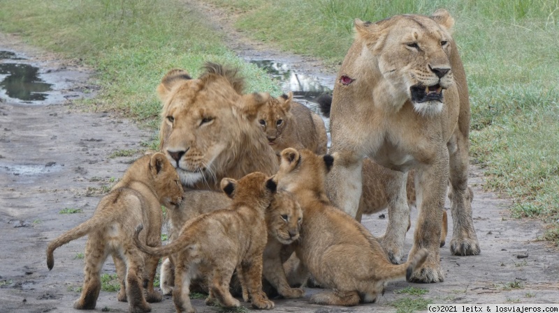 Increíble Kenia por libre, 2020 - Blogs de Kenia - Masai Mara, por fin las leonas....¡y la gran familia! (8)