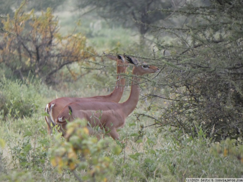 Reserva Nacional de Samburu - Increíble Kenia por libre, 2020 (3)