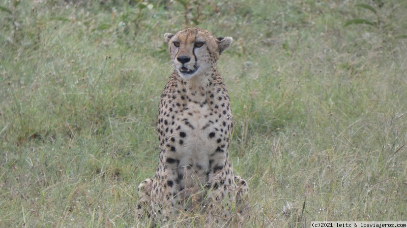 Masai Mara, ¡más felinos! - Increíble Kenia por libre, 2020 (1)