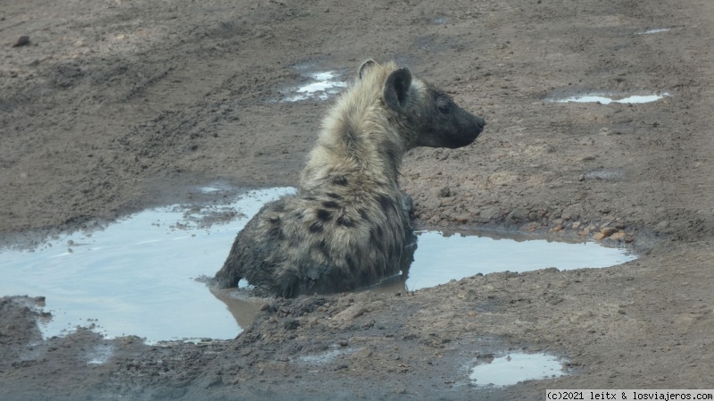 Increíble Kenia por libre, 2020 - Blogs de Kenia - Masai Mara, ¡más felinos! (6)