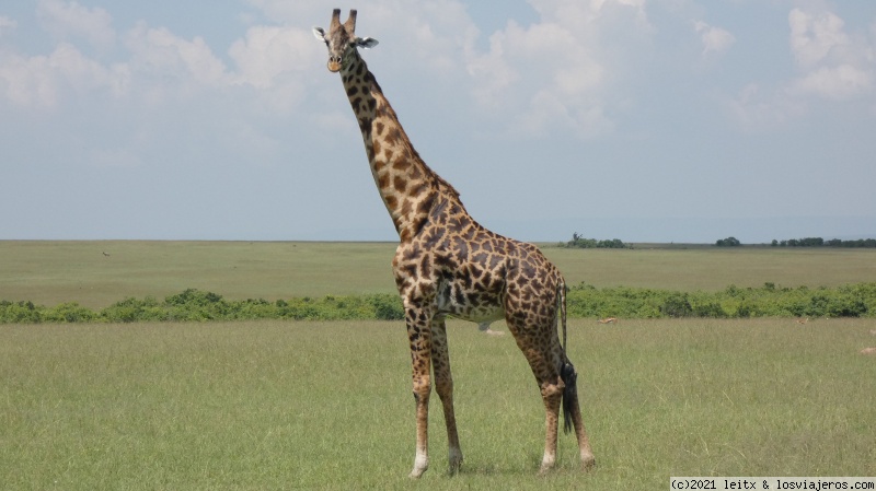 Masai Mara, por fin las leonas....¡y la gran familia! - Increíble Kenia por libre, 2020 (13)