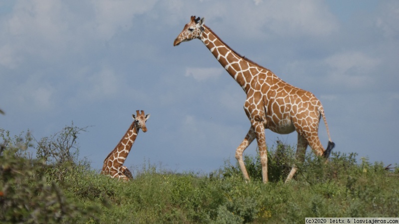 Increíble Kenia por libre, 2020 - Blogs de Kenia - Reserva Nacional de Samburu (2)