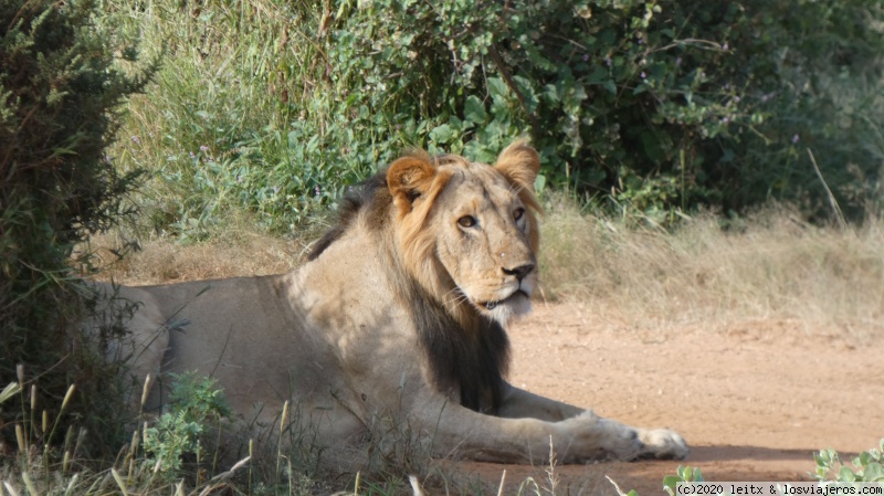 Reserva Nacional de Samburu - Increíble Kenia por libre, 2020 (7)