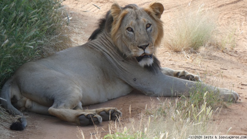 Increíble Kenia por libre, 2020 - Blogs de Kenia - Reserva Nacional de Samburu (8)