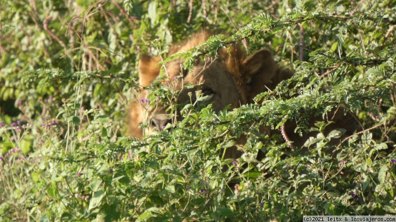 Parque Nacional Lago Nakuru - Increíble Kenia por libre, 2020 (2)