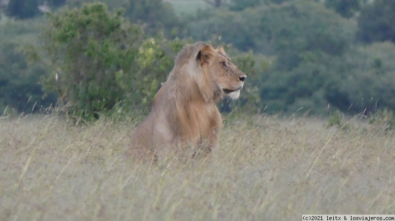 Increíble Kenia por libre, 2020 - Blogs de Kenia - Masai Mara, ¡más felinos! (5)