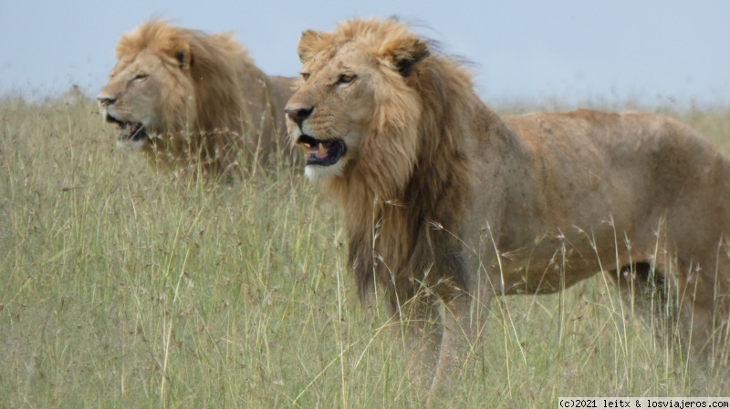 Increíble Kenia por libre, 2020 - Blogs de Kenia - Masai Mara, ¡más felinos! (4)