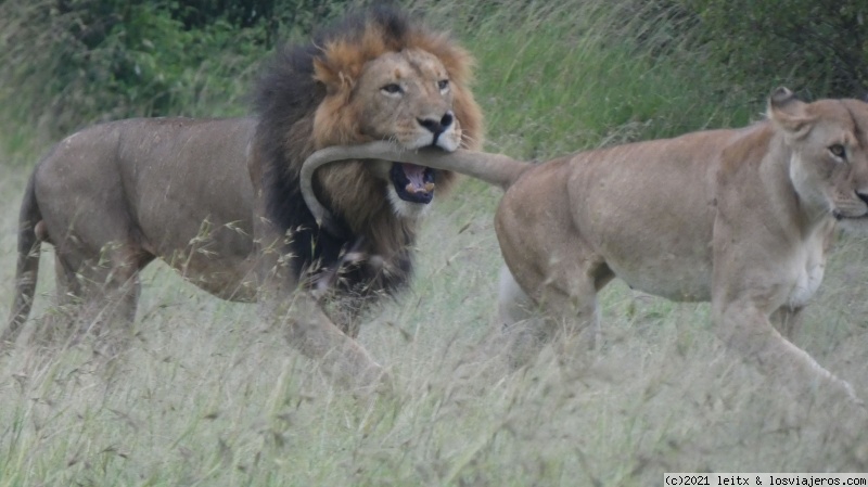 Increíble Kenia por libre, 2020 - Blogs de Kenia - Masai Mara (9)