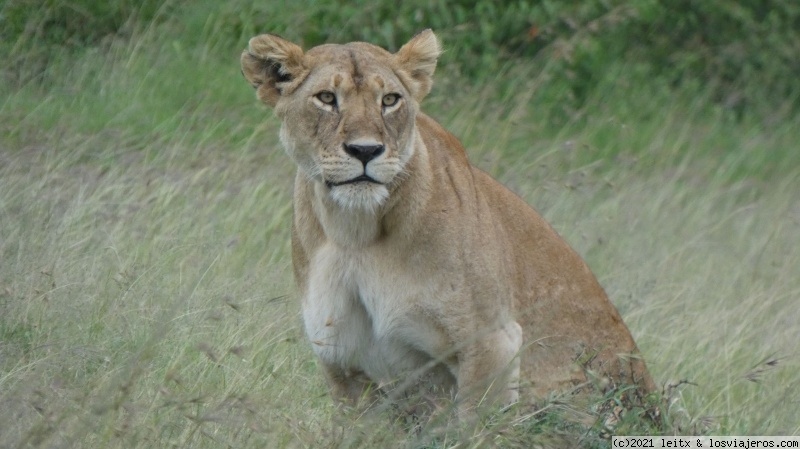 Increíble Kenia por libre, 2020 - Blogs de Kenia - Masai Mara (10)