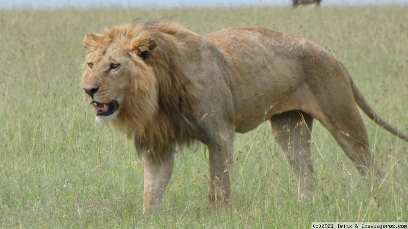 Increíble Kenia por libre, 2020 - Blogs de Kenia - Masai Mara, ¡más felinos! (3)
