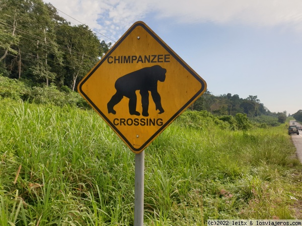 Señal chimpancés Uganda
Señal chimpancés
