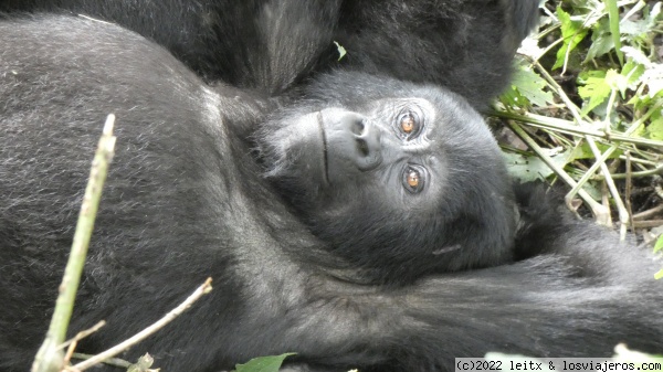 Gorila, Bwindi Impenetrable Forest
Gorila, Bwindi Impenetrable Forest
