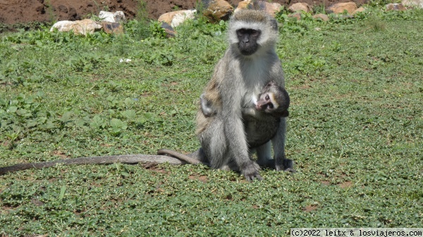 Monos en Lago Mburo
Monos en Lago Mburo
