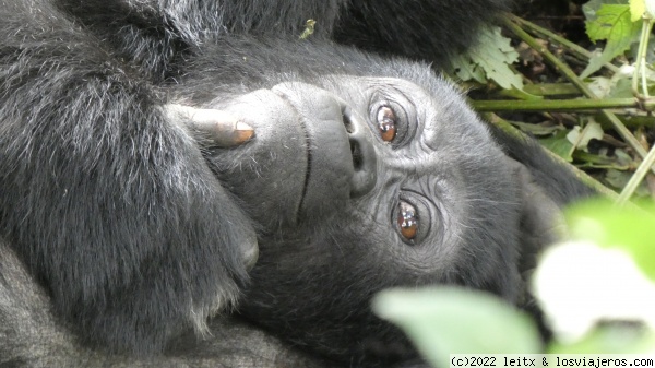 Reflexionando, gorila, Bwindi Impenetrable Forest
Gorila, Bwindi Impenetrable Forest
