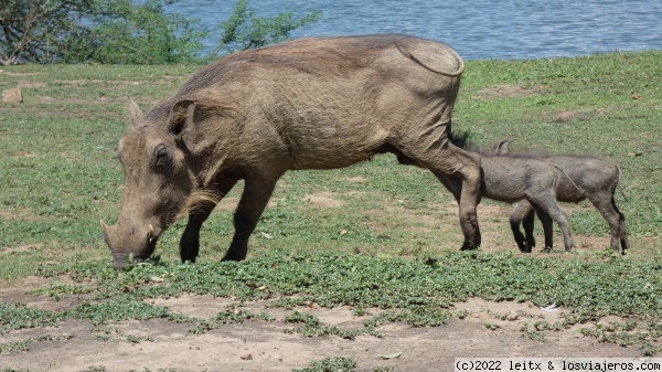 Pumba´s family, Lago Mburo
Pumba´s family, Lago Mburo
