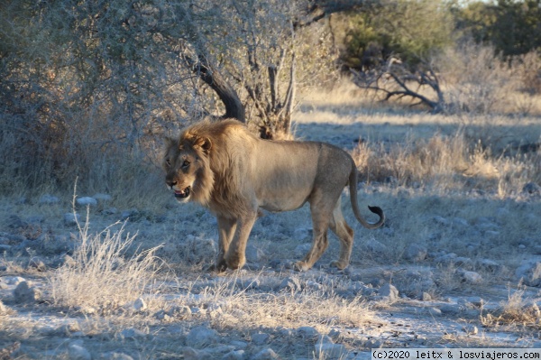 Etosha león
Etosha león
