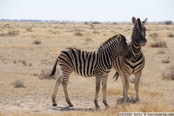 Cebras
Cebras en Etosha
