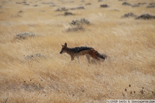 Chacal Etosha
Chacal Etosha
