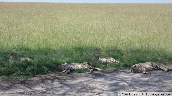 5 guepardos Masai Mara
5 guepardos Masai Mara
