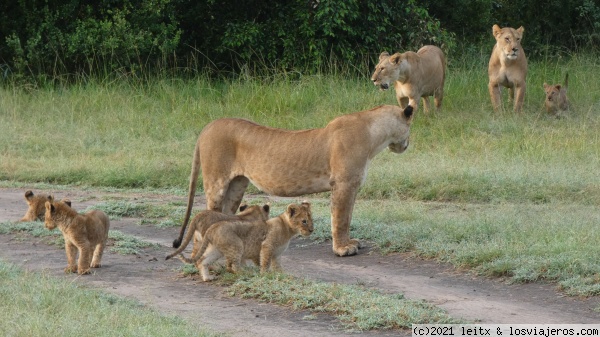 Manada leones 1
Manada leones 1
