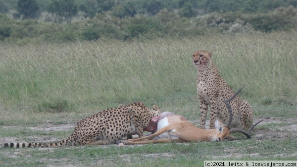 Guepardos Masai Mara3
Guepardos Masai Mara3
