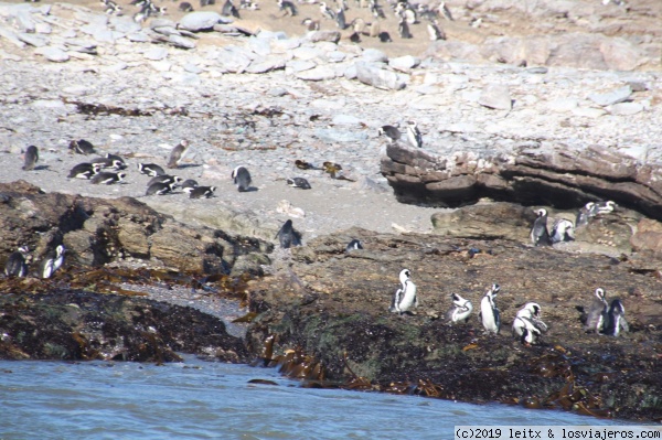 Pingüinos en Halifax Island
Pingüinos en Halifax Island
