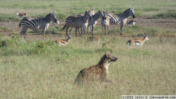 Hiena Nakuru
Hiena Nakuru
