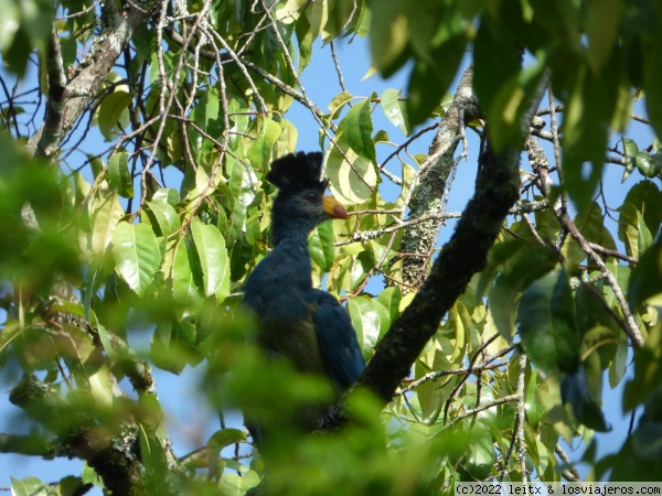 Gran turaco azul
Gran turaco azul
