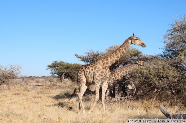 Jirafas en Etosha
Jirafas en Etosha
