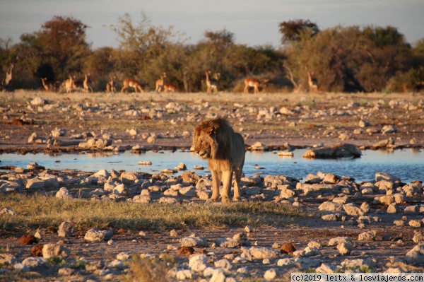 Etosha (Okaukuejo, Halali, Namutoni) - Namibia, Botsuana y Victoria Falls 2017 (4)