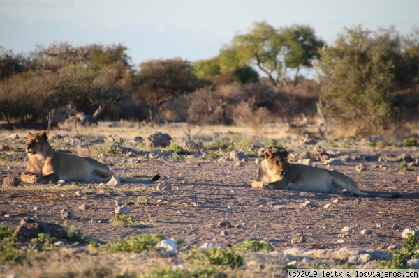 Etosha (Okaukuejo, Halali, Namutoni) - Namibia, Botsuana y Victoria Falls 2017 (5)