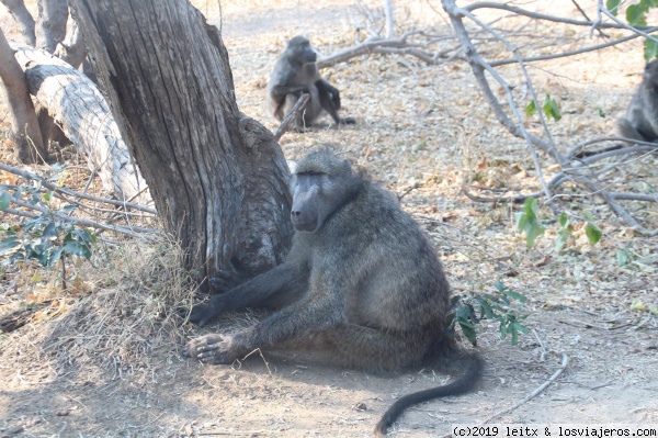 Kasane, Chobe Riverfront - Namibia, Botsuana y Victoria Falls 2017 (1)