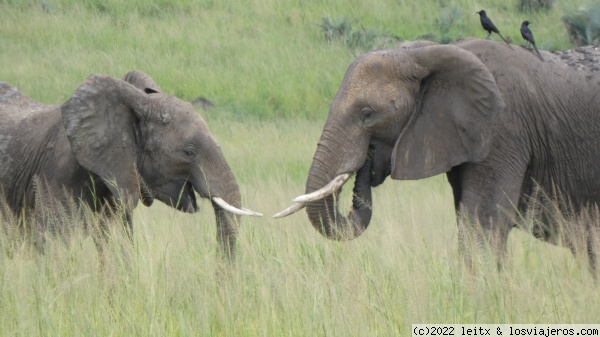 Elefantes en Murchison Falls National Park
Elefantes en Murchison Falls National Park
