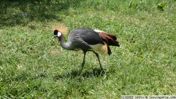 Grulla coronada, pájaro nacional de Uganda
Grulla coronada, pájaro nacional de Uganda
