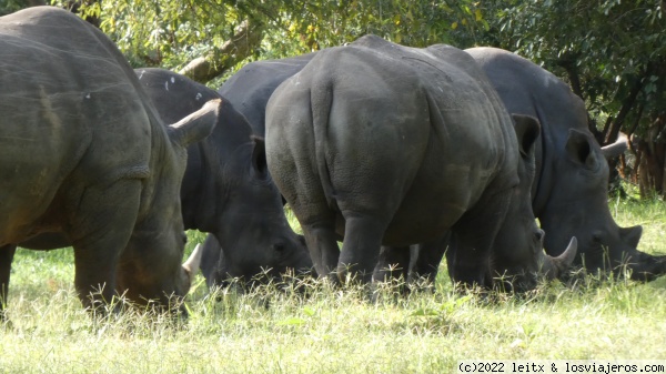 Grupo de rinocerontes, Rhino Ziwa Sanctuary, Uganda
Grupo de rinocerontes, Rhino Ziwa Sanctuary, Uganda
