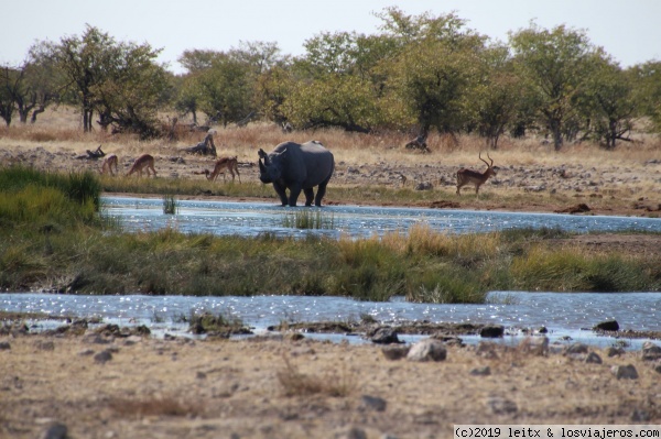 Etosha (Okaukuejo, Halali, Namutoni) - Namibia, Botsuana y Victoria Falls 2017 (8)