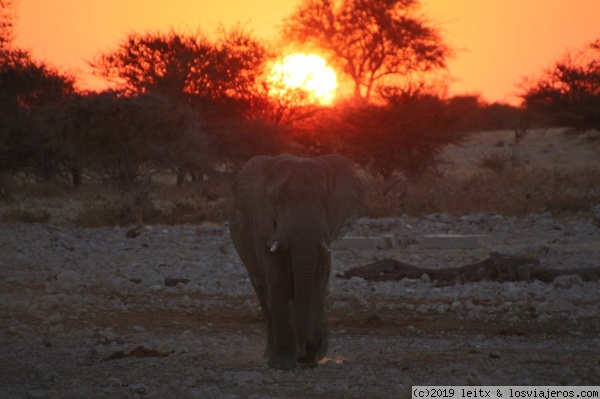 Etosha (Okaukuejo, Halali, Namutoni) - Namibia, Botsuana y Victoria Falls 2017 (6)