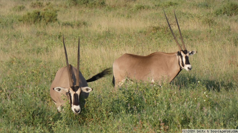 Reserva Nacional de Samburu y poblado Samburu - Increíble Kenia por libre, 2020 (2)