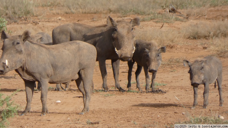 Increíble Kenia por libre, 2020 - Blogs de Kenia - Reserva Nacional de Samburu (5)