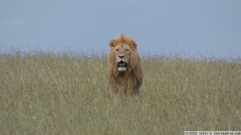 Masai Mara, ¡más felinos! - Increíble Kenia por libre, 2020 (2)
