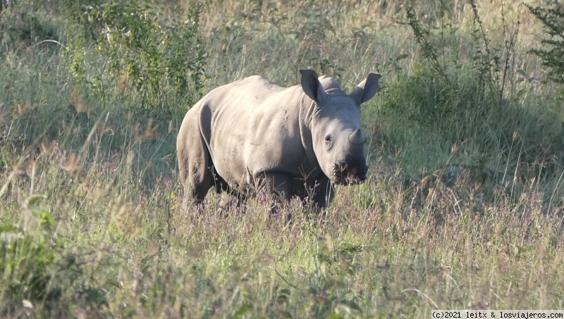 Parque Nacional Lago Nakuru - Increíble Kenia por libre, 2020 (5)