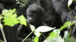 Bebé gorila, Bwindi Impenetrable Forest
Gorilla, bebé, Bwindi, Ruhija, Uganda