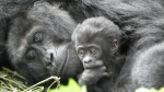 Bebé gorila y mami, Bwindi Impenetrable Forest