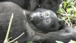 Gorila, Bwindi Impenetrable Forest
Gorila, lomo plateado, Ruhija, Bwindi, Uganda