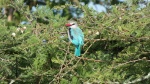 Aves, Lago Mburo