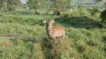 Cobo de agua, waterbuck en Lago Mburo
Cobo, agua, waterbuck, lago, Mburo, Uganda