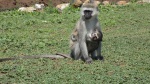 Monos en Lago Mburo