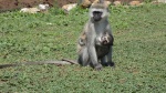 Monos en Lago Mburo
Monos, lago, Mburo, Uganda